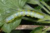 Macaria wauaria: Larva [S]