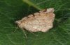 Macaria wauaria: Adult (e.l. eastern Swabian Alb, Southern Germany) [S]