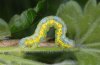 Macaria wauaria: Larva [S]