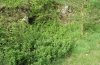 Macaria wauaria: Habitat am Hangfuß einer Wacholderheide auf der Ostalb (April 2009) [N]