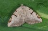 Macaria wauaria: Adult (e.l. eastern Swabian Alb, Southern Germany) [S]