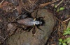 Gryllus bimaculatus: Imago (La Gomera, Dezember 2011) [N]