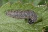 Pyrgus accretus: Halbwüchsige Raupe [S]