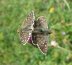 Pyrgus accretus: Kopula, Männchen rechts [N]