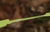 Thymelicus acteon: Gehäuse Raupe L2 (Samos, 01. April 2022) [N]