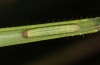 Thymelicus acteon: Larva L3 (Greece, Samos, 01. April 2022) [M]
