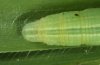 Thymelicus acteon: Larva (caudal, eastern Swabian Alb, Southern Germany) [M]