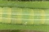 Thymelicus acteon: L5 larva (Greece, Samos island, mid-May 2018) [M]