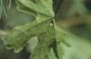 Carcharodus alceae: Ei