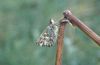 Carcharodus alceae: Falterunterseite