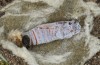 Muschampia alta: Pupa (e.l. Greece, Peloponnese, Mani, larvae found in mid-May 2022) [S]