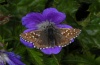 Pyrgus andromedae: Male (Lüner See, west Austrian Alps, 2100m above sea level, July 2011) [N]