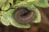 Pyrgus armoricanus: L4 larva (S-Germany Stuttgart, 2022) [S]