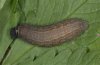 Pyrgus armoricanus: Larva, fully-grown [M]