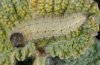 Carcharodus baeticus: Larva (April 2010, Provence, France) [M]