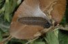 Pyrgus bellieri: Larva in penultimate instar (Provence, France) [M]