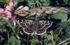 Pyrgus carthami: M�nnchen-Oberseite