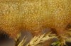 Pyrgus centaureae: Raupe (e.o. N-Schweden 2020) [S]