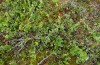Pyrgus centaureae: Larvalhabitat mit Rubus chamaemorus und Betula nana (N-Schweden, Krokvik bei Kiruna, Ende Juni 2020) [N]