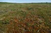 Pyrgus centaureae: Larvalhabitat mit Rubus chamaemorus (Blühaspekt) und Betula nana (N-Schweden, Krokvik bei Kiruna, Ende Juni 2020) [N]