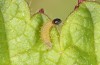 Pyrgus centaureae: L1 larva (e.o. rearing, N-Sweden, 2020) [S]