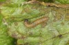 Pyrgus centaureae: L1 larva on Rubus (e.o. rearing, N-Sweden, 2020) [S]