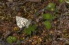 Pyrgus centaureae: Eiablage an Betula nana (N-Schweden, Krokvik bei Kiruna, Ende Juni 2020) [N]