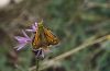 Hesperia comma: M�nnchen