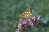 Hesperia comma: Unterseite