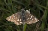 Muschampia cribrellum: Männchen (W-Bulgarien, Oblast Sofia, Gubesh, 1040m, Anfang Juni 2018) [N]