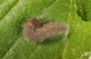 Muschampia cribrellum: L3 larva (e.o. rearing, W-Bulgaria, Sofia district, Buchin prohod, 800m, egg in early June 2018, early July 2018) [S]