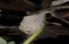 Muschampia cribrellum: Winter shelter of a larva in the penultimate instar ((e.o. rearing, W-Bulgaria, Sofia district, Buchin prohod, 800m, egg in early June 2018, December 2018) [S]