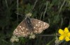 Muschampia cribrellum: Weibchen (W-Bulgarien, Oblast Sofia, Gubesh, 1040m, Anfang Juni 2018) [N]