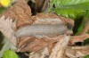 Muschampia cribrellum: Larva in the last instar (e.o. rearing, W-Bulgaria, Sofia district, Buchin prohod, 800m, egg in early June 2018, April 2019) [S]