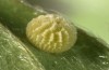 Muschampia cribrellum: Egg (W-Bulgaria, Sofia district, Buchin prohod, 800m, early June 2018) [M]