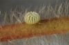 Muschampia cribrellum: Ei am Blattstiel (W-Bulgarien, Oblast Sofia, Buchin prohod, 800m, Anfang Juni 2018) [M]