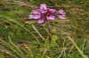 Carcharodus flocciferus: Betonica pradica, Nahrungspflanze der Hochlagen der Südwestalpen (SE-Frankreich, Col d