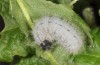 Muschampia floccifera: Larva