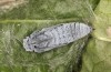 Muschampia floccifera: Pupa (S-Germany, Bad Kohlgrub, June 2021)