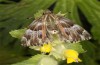 Muschampia floccifera: Female, sleeping position (S-Germany, Bad Kohlgrub, 27. June 2021)