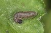 Muschampia floccifera: Larva in the third instar prior to hibernation (SE-France, Col d'Allos, 2300m, egg in early August 2021)