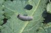 Carcharodus flocciferus: halberwachsene Raupe
