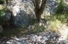 Thymelicus hyrax: Larval habitat (Greece, Samos Island, Kerkis, May 2018) [N]