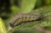 Muschampia lavatherae: Larva in penultimate instar [S]