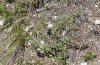 Carcharodus lavatherae: Belegte Pflanze of Stachys recta (Valais) [N]