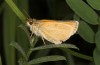 Thymelicus lineola: Imago (S-Germany, Isny, 18. July 2020) [N]