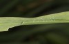Thymelicus lineola: Tube larva L1 (S-Germany, Isny, 18. April 2022 [N]