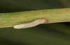 Thymelicus lineola: Raupe L3 (Isny, Mai 2022) [S]