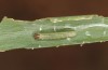 Thymelicus lineola: Raupe L4 (Isny, Mai 2022) [S]