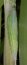 Thymelicus lineola: Puppe